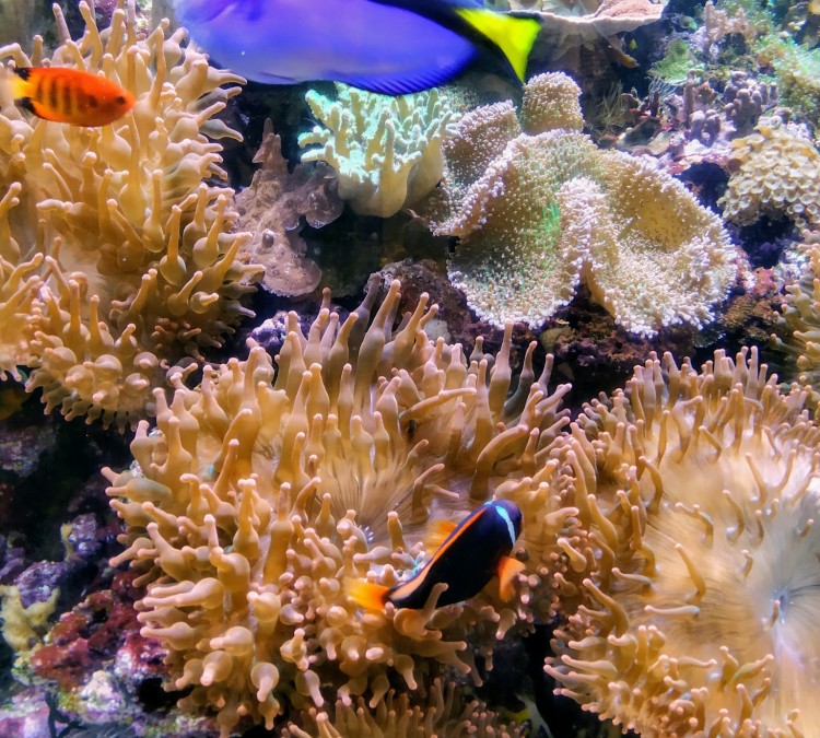 aquarium-of-the-bay-photo